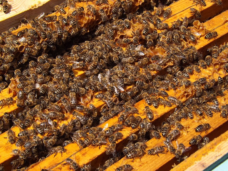 bees-486869_960_720